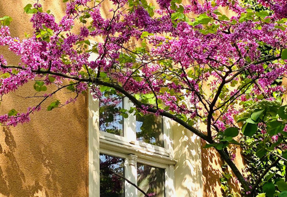 Le Sud dans votre jardin