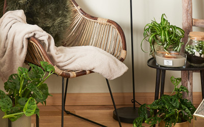 Plantes branchées pour kot