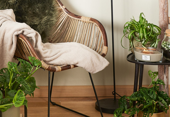 Plantes branchées pour kot