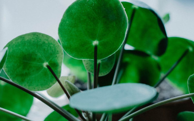 Pilea peperomioides