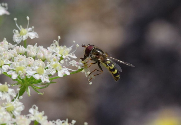 Voici comment éloigner les insectes