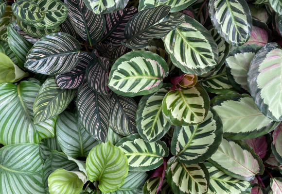 Calathea