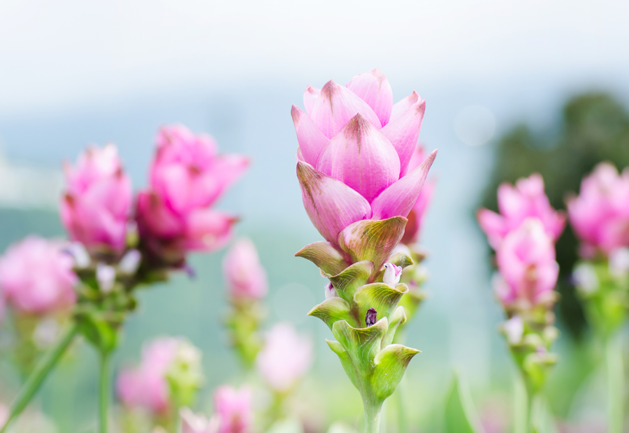 Plante d'intérieur du mois: Curcuma alismatifolia
