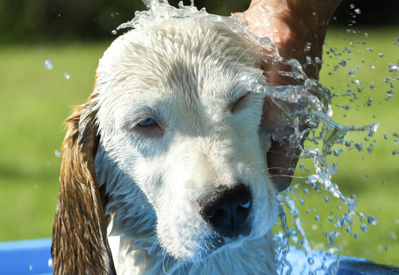 Des vacances pour votre animal de compagnie préféré !