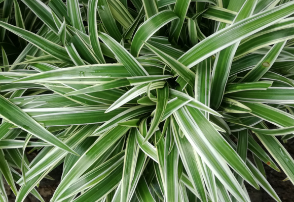 Chlorophytum