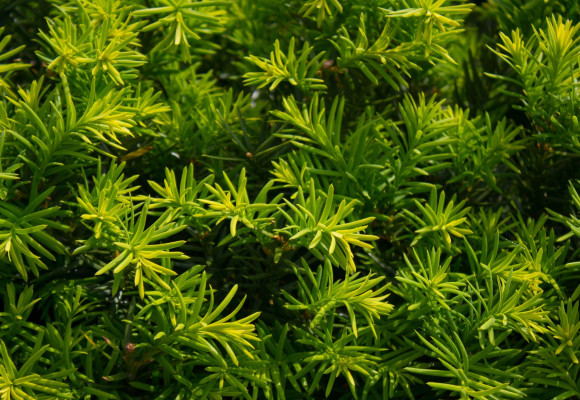 Taxus baccata