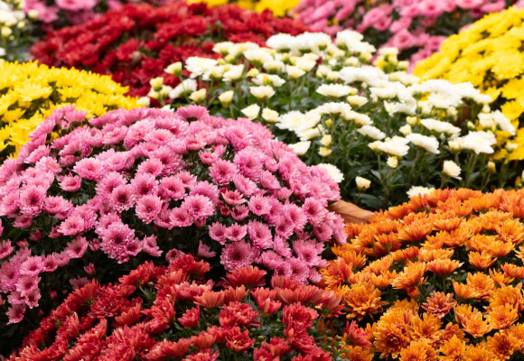 Chrysanthemum