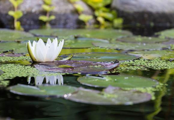Conseils pour l'entretien d'un magnifique étang dans votre jardin