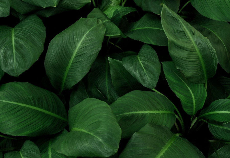 Oh'Green Friday : -20% sur TOUTES les plantes