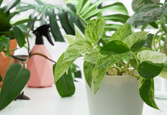 plantes de printemps et fruits & légumes