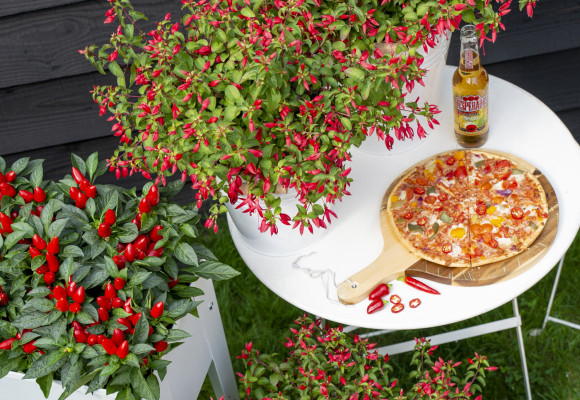 Fuchsia 'Chilli Red'