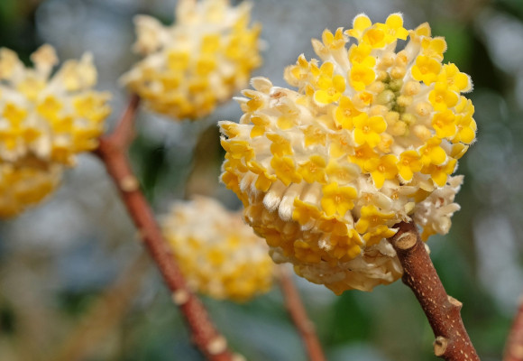 Edgeworthia chrysantha ‘Honey Sunshine’