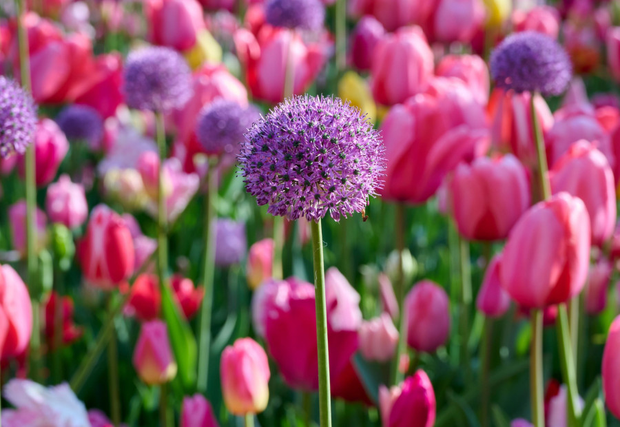 3+1 gratuit sur TOUS les bulbes à fleurs