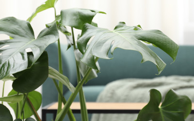 Adieu sapin de Noël… Bonjour grandes plantes d’intérieur !