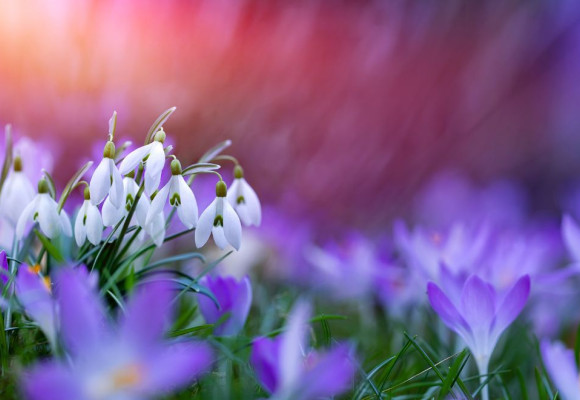 Des couleurs et des parfums toute l’année grâce aux bulbes de fleurs