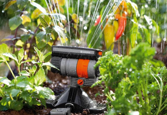 Vacances: 10 astuces pour vos plantes