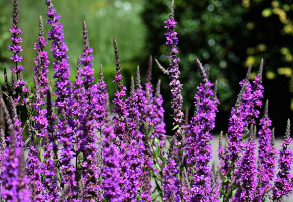 Plantes vivaces… une générosité sans faille pour des années de plaisir