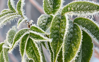 Calendrier de jardin janvier