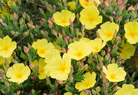 Halimium 'April Sun' 