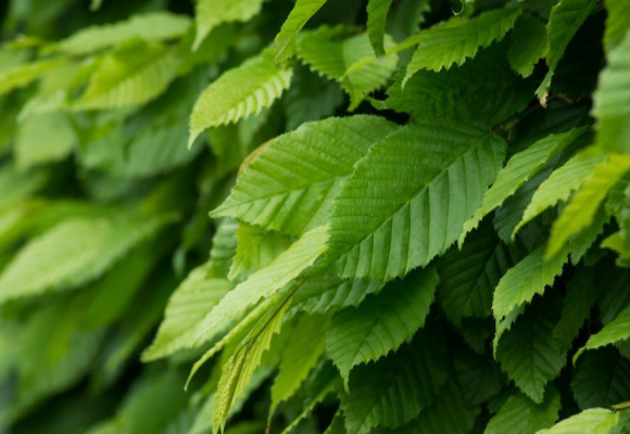 Des plantes de haies à racines nues : c'est ingénieux, économique et écologique !