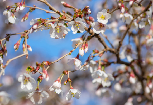 Prunus incisa 'Kojou-no-mai'