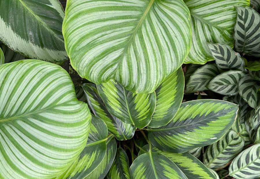 Tot 3 cadeaus gratis bij aankoop van kamerplanten