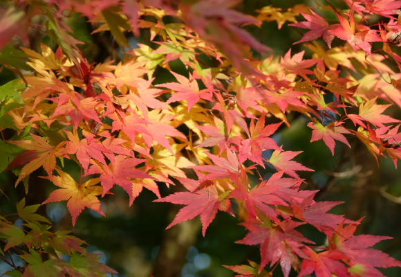 Acer palmatum