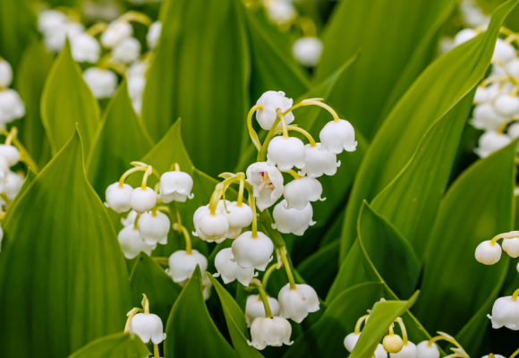 Convallaria majalis