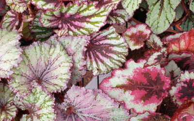 Bladbegonia