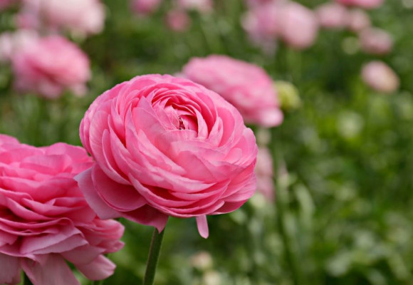 Ranunculus