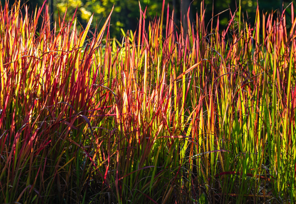 Imperata cylindrica ‘Red Baron’