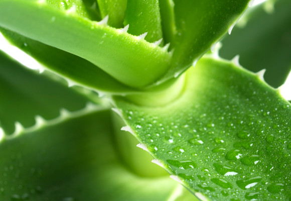 Aloevera