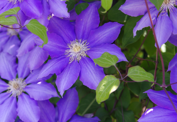 Clematis garland