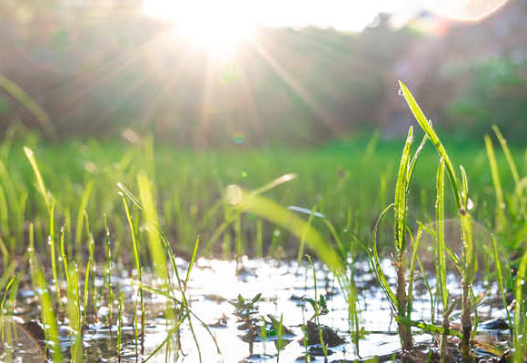 Buffer water in je tuin: leg een wadi aan!