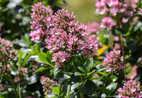 Escallonia laevis 'Pink Elle'