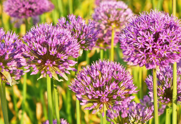 Allium ‘Millenium’