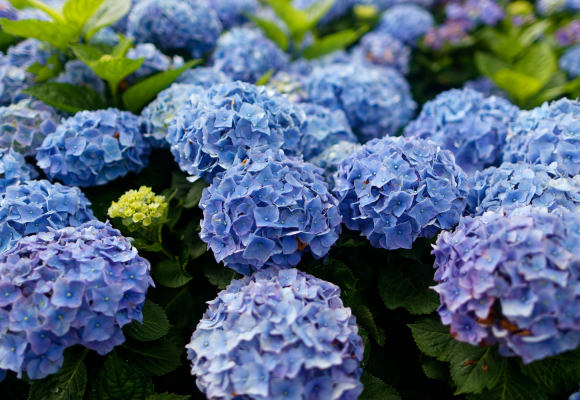 Hydrangea macrophylla