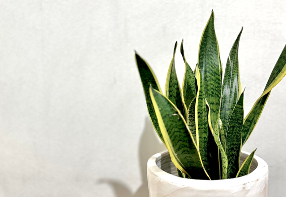 Sansevieria