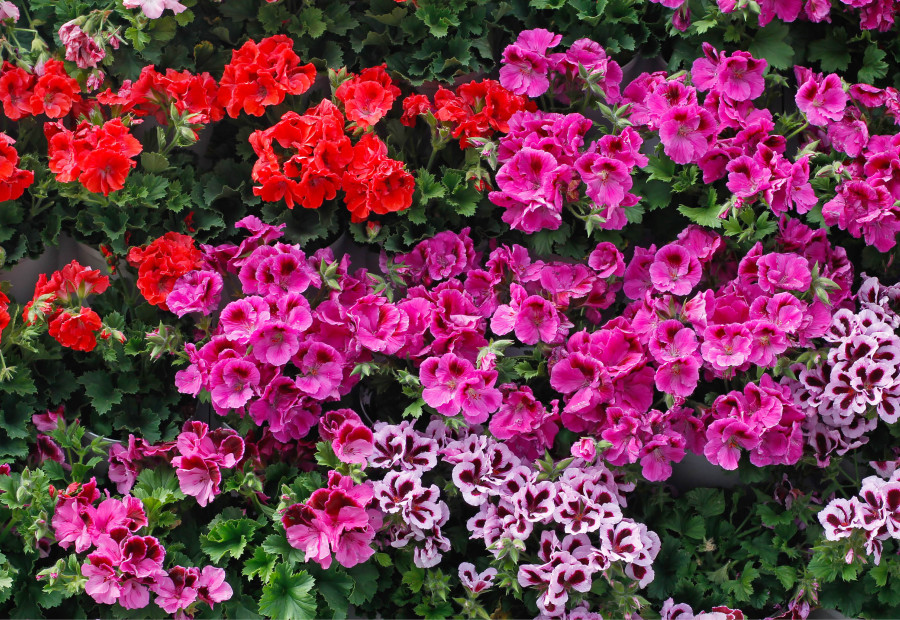 Geraniums €1 vanaf 12 stuks: nergens goedkoper!   