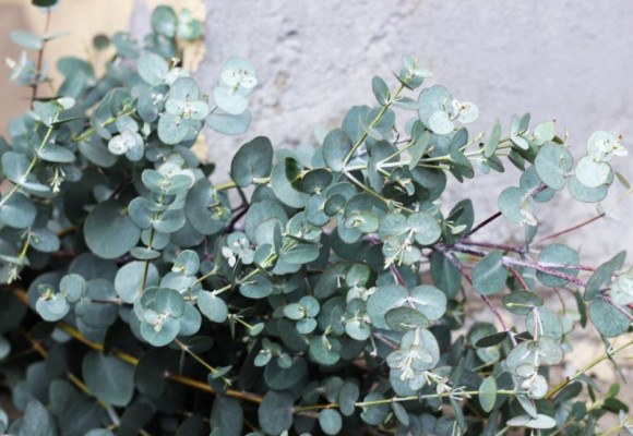 Eucalyptus gunnii ‘Azura’