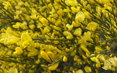 Cytisus