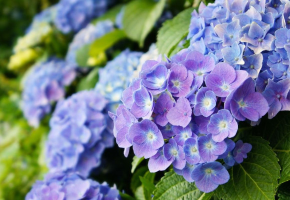 Hydrangea