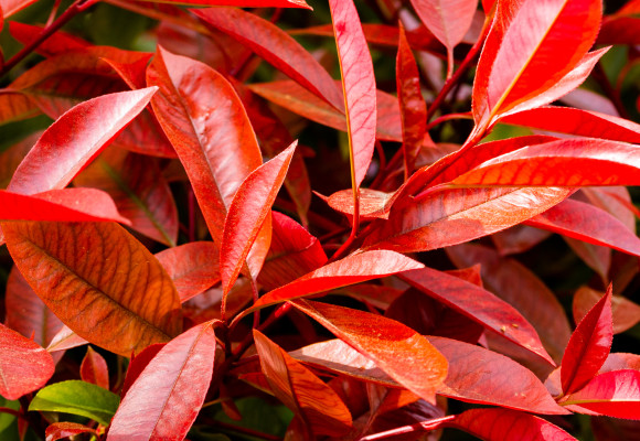Photinia