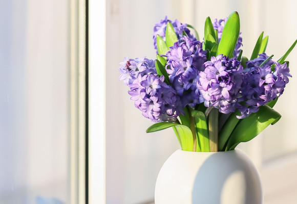 Hyacinthus orientalis