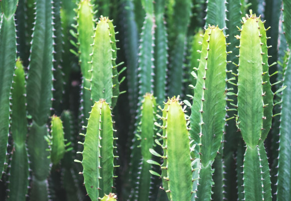 Euphorbia acrurensis