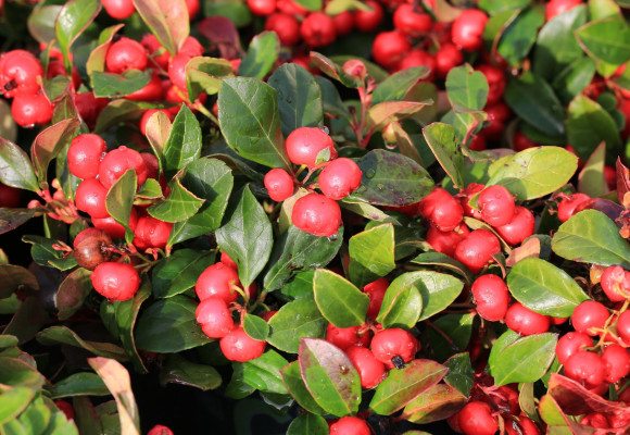 Gaultheria