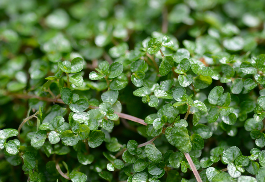 Kamerplant van de maand: Soleirolia 