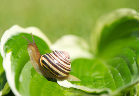 De effectieve en duurzame oplossing voor je tuinplagen