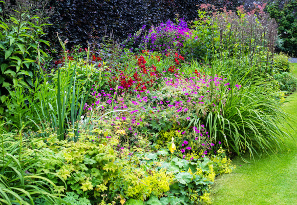 Tips voor een bloeiende zomertuin