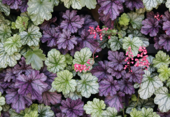 Heuchera